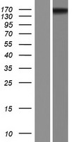 ARID4A Protein - Western validation with an anti-DDK antibody * L: Control HEK293 lysate R: Over-expression lysate