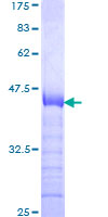 ARID4A Protein - 12.5% SDS-PAGE Stained with Coomassie Blue.