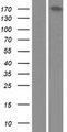 ARID4B Protein - Western validation with an anti-DDK antibody * L: Control HEK293 lysate R: Over-expression lysate