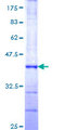 ARIH2 Protein - 12.5% SDS-PAGE Stained with Coomassie Blue.