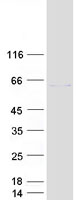 ARIH2 Protein - Purified recombinant protein ARIH2 was analyzed by SDS-PAGE gel and Coomassie Blue Staining
