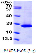 ARL1 Protein
