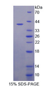 ARL1 Protein - Recombinant  Aldose Reductase Like Protein 1 By SDS-PAGE