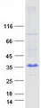 ARL10 Protein - Purified recombinant protein ARL10 was analyzed by SDS-PAGE gel and Coomassie Blue Staining