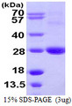 ARL11 Protein