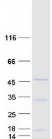 ARL13B Protein - Purified recombinant protein ARL13B was analyzed by SDS-PAGE gel and Coomassie Blue Staining