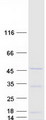 ARL13B Protein - Purified recombinant protein ARL13B was analyzed by SDS-PAGE gel and Coomassie Blue Staining