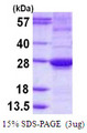 ARL15 Protein
