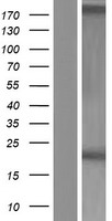 ARL17B Protein - Western validation with an anti-DDK antibody * L: Control HEK293 lysate R: Over-expression lysate