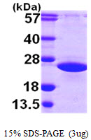 ARL2 Protein