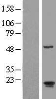 ARL2BP / BART Protein - Western validation with an anti-DDK antibody * L: Control HEK293 lysate R: Over-expression lysate