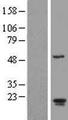 ARL2BP / BART Protein - Western validation with an anti-DDK antibody * L: Control HEK293 lysate R: Over-expression lysate