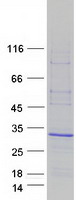 ARL4C Protein - Purified recombinant protein ARL4C was analyzed by SDS-PAGE gel and Coomassie Blue Staining
