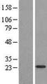 ARL4D Protein - Western validation with an anti-DDK antibody * L: Control HEK293 lysate R: Over-expression lysate