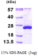 ARL5A / ARL5 Protein