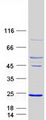 ARL5A / ARL5 Protein - Purified recombinant protein ARL5A was analyzed by SDS-PAGE gel and Coomassie Blue Staining