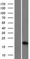 ARL5C Protein - Western validation with an anti-DDK antibody * L: Control HEK293 lysate R: Over-expression lysate