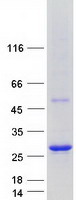 ARL6IP1 / ARMER Protein - Purified recombinant protein ARL6IP1 was analyzed by SDS-PAGE gel and Coomassie Blue Staining