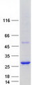 ARL6IP1 / ARMER Protein - Purified recombinant protein ARL6IP1 was analyzed by SDS-PAGE gel and Coomassie Blue Staining