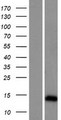 ARL9 Protein - Western validation with an anti-DDK antibody * L: Control HEK293 lysate R: Over-expression lysate