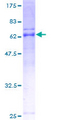 ARMC1 Protein - 12.5% SDS-PAGE of human ARMC1 stained with Coomassie Blue