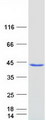 ARMC1 Protein - Purified recombinant protein ARMC1 was analyzed by SDS-PAGE gel and Coomassie Blue Staining