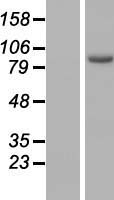 ARMC3 Protein - Western validation with an anti-DDK antibody * L: Control HEK293 lysate R: Over-expression lysate