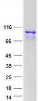 ARMC3 Protein - Purified recombinant protein ARMC3 was analyzed by SDS-PAGE gel and Coomassie Blue Staining