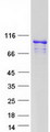 ARMC3 Protein - Purified recombinant protein ARMC3 was analyzed by SDS-PAGE gel and Coomassie Blue Staining