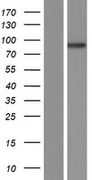 ARMC5 Protein - Western validation with an anti-DDK antibody * L: Control HEK293 lysate R: Over-expression lysate