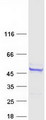 ARMC6 Protein - Purified recombinant protein ARMC6 was analyzed by SDS-PAGE gel and Coomassie Blue Staining