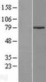ARMCX2 Protein - Western validation with an anti-DDK antibody * L: Control HEK293 lysate R: Over-expression lysate