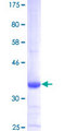 ARMCX2 Protein - 12.5% SDS-PAGE Stained with Coomassie Blue.