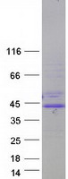 ARNT / HIF-1-Beta Protein - Purified recombinant protein ARNT was analyzed by SDS-PAGE gel and Coomassie Blue Staining