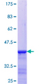 ARNT2 Protein - 12.5% SDS-PAGE Stained with Coomassie Blue.