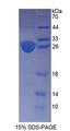 ARNT2 Protein - Recombinant  Aryl Hydrocarbon Receptor Nuclear Translocator 2 By SDS-PAGE