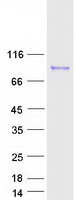 ARNT2 Protein - Purified recombinant protein ARNT2 was analyzed by SDS-PAGE gel and Coomassie Blue Staining