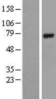 ARNTL / BMAL1 Protein - Western validation with an anti-DDK antibody * L: Control HEK293 lysate R: Over-expression lysate