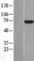 ARNTL / BMAL1 Protein - Western validation with an anti-DDK antibody * L: Control HEK293 lysate R: Over-expression lysate