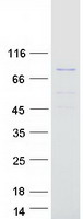 ARNTL / BMAL1 Protein - Purified recombinant protein ARNTL was analyzed by SDS-PAGE gel and Coomassie Blue Staining
