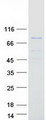 ARNTL / BMAL1 Protein - Purified recombinant protein ARNTL was analyzed by SDS-PAGE gel and Coomassie Blue Staining