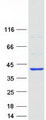 ARPC1B / p41-ARC / ARP2 Protein - Purified recombinant protein ARPC1B was analyzed by SDS-PAGE gel and Coomassie Blue Staining