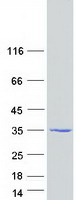 ARPIN / C15orf38 Protein - Purified recombinant protein ARPIN was analyzed by SDS-PAGE gel and Coomassie Blue Staining