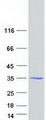 ARPIN / C15orf38 Protein - Purified recombinant protein ARPIN was analyzed by SDS-PAGE gel and Coomassie Blue Staining
