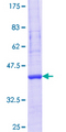 ARPM1 Protein - 12.5% SDS-PAGE Stained with Coomassie Blue.