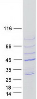 ARPM1 Protein - Purified recombinant protein ACTRT3 was analyzed by SDS-PAGE gel and Coomassie Blue Staining