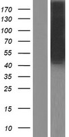 ARR3 / Cone Arrestin Protein - Western validation with an anti-DDK antibody * L: Control HEK293 lysate R: Over-expression lysate