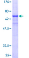 ARR3 / Cone Arrestin Protein - 12.5% SDS-PAGE of human ARR3 stained with Coomassie Blue