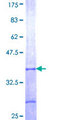 ARR3 / Cone Arrestin Protein - 12.5% SDS-PAGE Stained with Coomassie Blue.