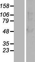 ARRB1 / Beta Arrestin 1 Protein - Western validation with an anti-DDK antibody * L: Control HEK293 lysate R: Over-expression lysate